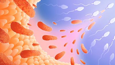 Hallan en ratones vínculo entre la microbiota intestinal del padre y la salud de los hijos