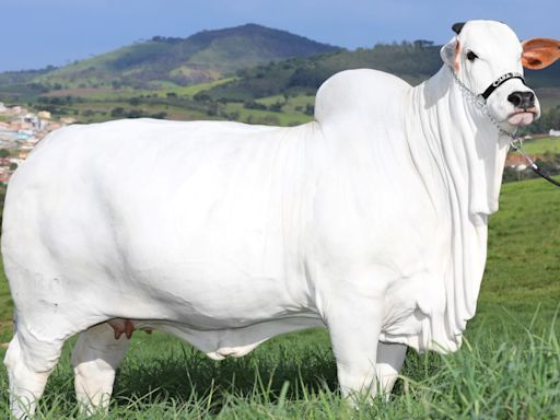 Conheça a vaca brasileira mais valiosa do mundo; veja fotos e vídeo