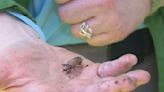 Cicadas in Chicago: Evidence at Morton Arboretum shows they're here