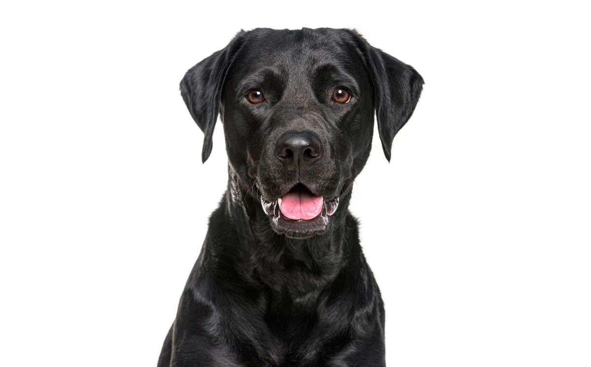 Black Labrador Going Through 'Teenage Phase' Is the Definition of Unbothered