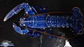 Fishmongers save rare blue lobster instead of selling it