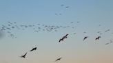 More than 30 dead Canada geese found in Howard, officials say avian flu the likely cause