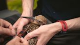 Curlews to be released as part of conservation project