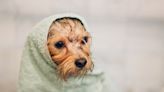 Pensacola Humane Society beginning ‘Doggie Bathe-Ins’ this weekend