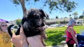 Paws and effect: Local fundraiser tackles pet overpopulation in Kern County