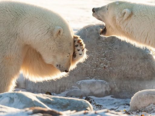 Sonrisas naturales: las 10 mejores fotos de los Comedy Wildlife Awards hasta el momento