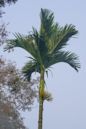 Areca catechu