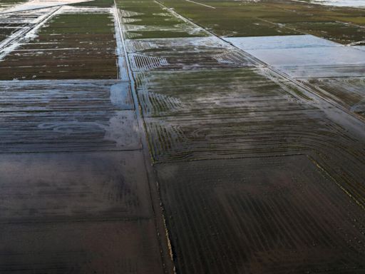 Brasil elimina aranceles de importación al arroz tras pérdidas por inundaciones