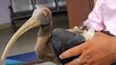 Bokaro Forest Department Rescues Injured Rare Breed Red-naped Ibis Bird - News18