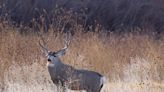 Teens Get a Big Surprise When an Elk Joins Their Soccer Game and Scores