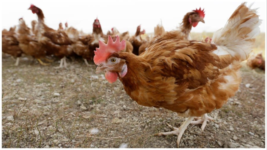 4M Iowa chickens being killed after bird flu detected at egg farm