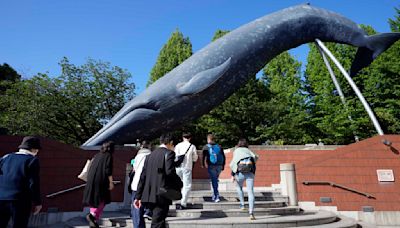 Japan proposes expanding commercial whaling to fin whales, a larger species than the 3 allowed now