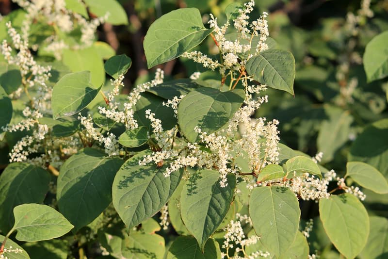 This Invasive Plant Will Cause Major Problems in Your Yard