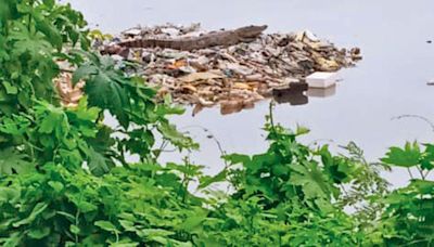 Mumbai: Crocodile returns to Mithi River after 15 months