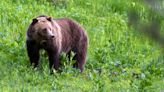 Mother bear juggles quintuplets in ‘extremely rare encounter’ at Yellowstone