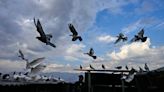 AP PHOTOS: Amid conflict, pigeon keeping thrives in Kashmir