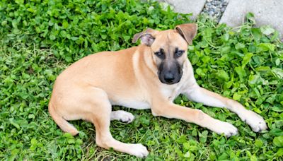 Curious Black-Mouthed Cur Can't Stop Watching Veggie Tales Cartoons Like a Kid