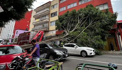 FOTOS: Enorme árbol cae sobre tres autos en el Centro de la CDMX, así quedaron