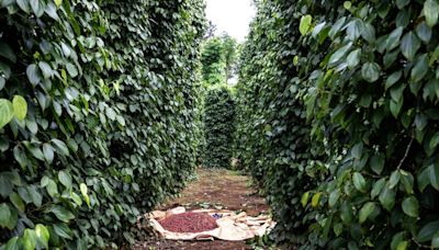 Robusta Coffee Rises as Vietnam’s Plantations Need More Rain