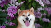 Kabosu, Famous Shiba Inu Who Inspired Dogecoin, Floki And Other Dog Cryptos, Dies At 18