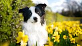 9 Spring Pet Safety Tips