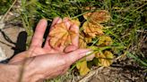 New shoots give hope that Sycamore Gap tree lives on