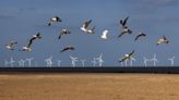 Spoor uses AI to save birds from wind turbines
