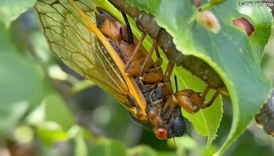 They're here! Cicadas arrive in Central Illinois