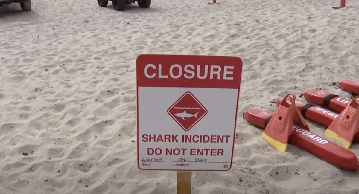 Suspected Great White Shark Attacks Swimmer in San Diego Over the Weekend