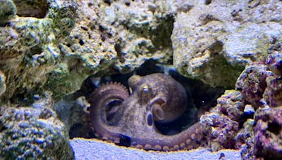 Opinion | Octopuses aren’t supposed to be pets