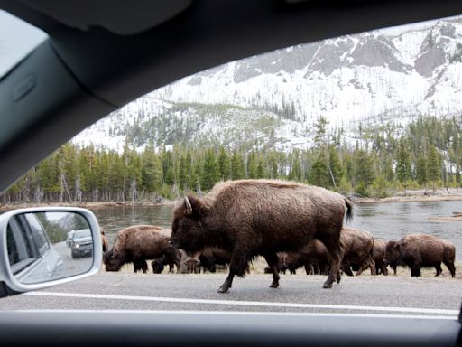 Yellowstone tourists learn the hard way that bison really don't appreciate cars in their personal space