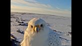 World’s largest falcon photobombs Arctic live-cam feed