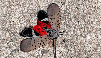 Spotted Lanternfly spotted in Finger Lakes, how vineyards are reacting