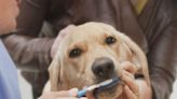 Casey's Corner — Joan Merriam: Caring for your dog's teeth and ears