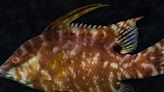 Color-changing hogfish can 'see with its skin,' study says