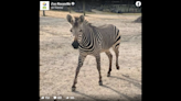 Zebra spooked by ambulance dies after freak accident at Tennessee zoo, officials say
