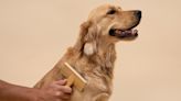The best dog brushes for all coat types