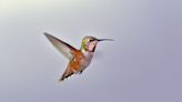 Hummingbirds’ “acute sense of touch helps them hover near flowers to feed”