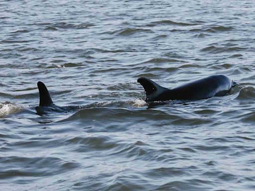 Over 100 Dolphins Saved from Historic Mass Stranding in Cape Cod