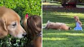 Little girl plays follow the leader with golden retriever, delights viewers