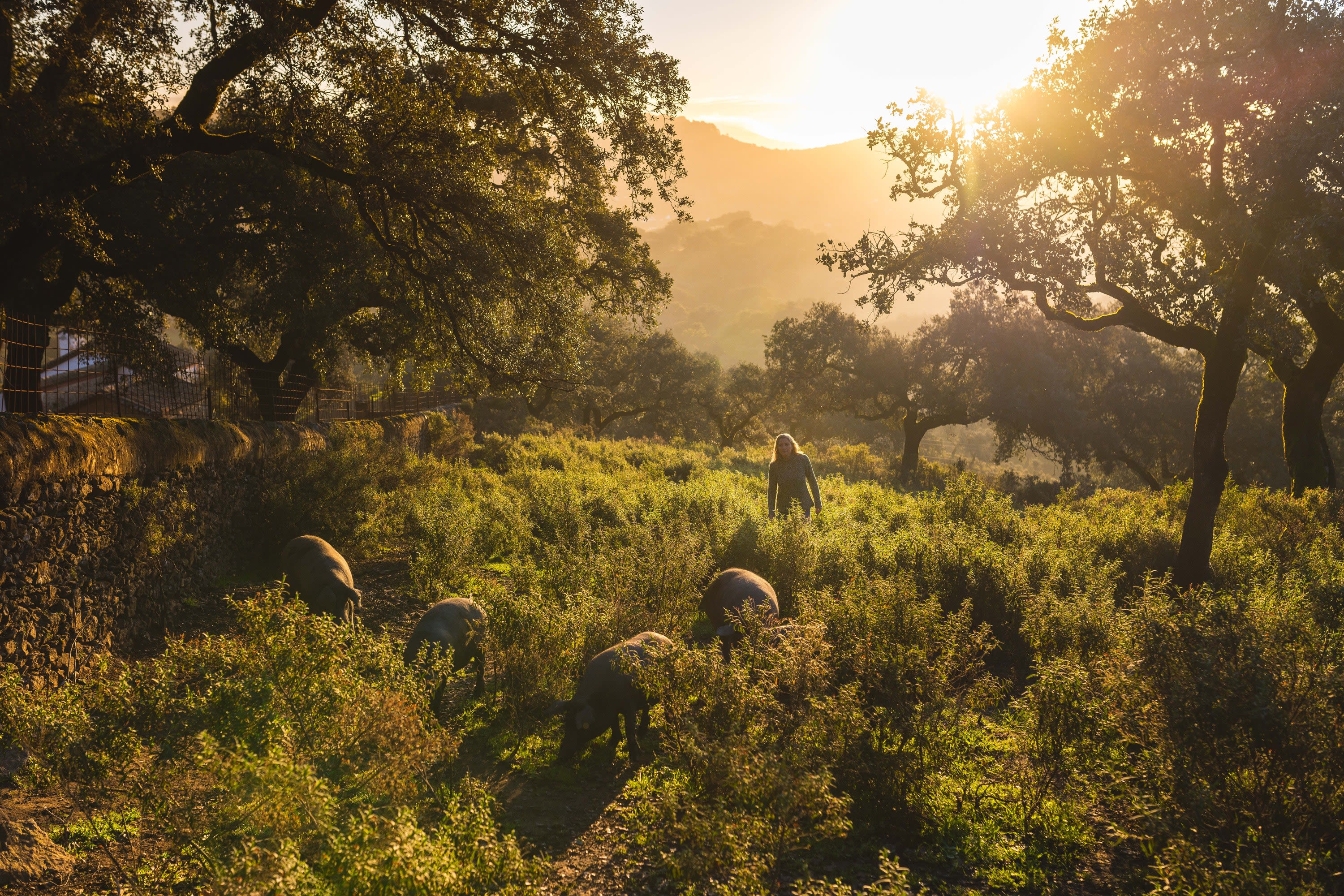 Traveling to the Source of Spain's Ibérico Ham