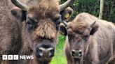 Bison: UK's only free-roaming herd doubles in size in Kent woods