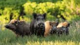 Kentucky finalizing ban on hunting feral swine in hopes of slowing their advance - The Advocate-Messenger