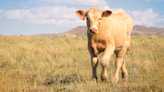 Funny Cow Who Clearly 'Has Places to Be' Keeps Busting Out of Enclosure