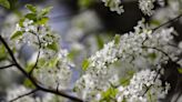 Stop planting invasive Bradford pear trees and take down every one you see