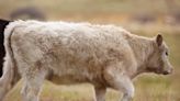 Colorado to pay rancher after wolf depredation, but will that be enough?