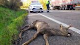 El 61% de los accidentes registrados en las carreteras de Castilla y León fueron provocados por animales