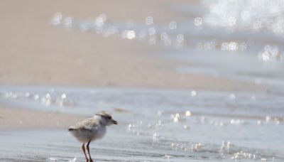 Montrose Beach’s new piping plover family loses a chick