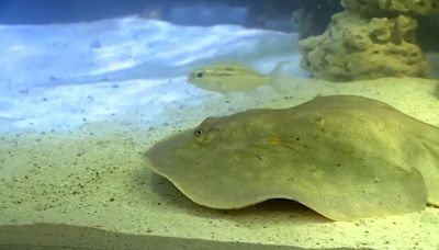 Stingray Charlotte reported to be 'stable' as aquarium shutters for unknown amount of time – KION546