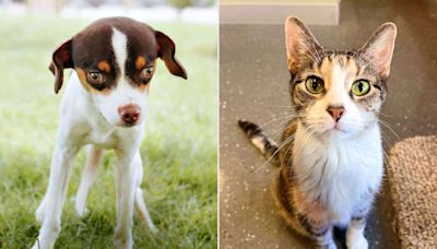 Clear the Shelters Has Found Homes for Over 1M Pets, But Thousands More Are Ready to Be Adopted